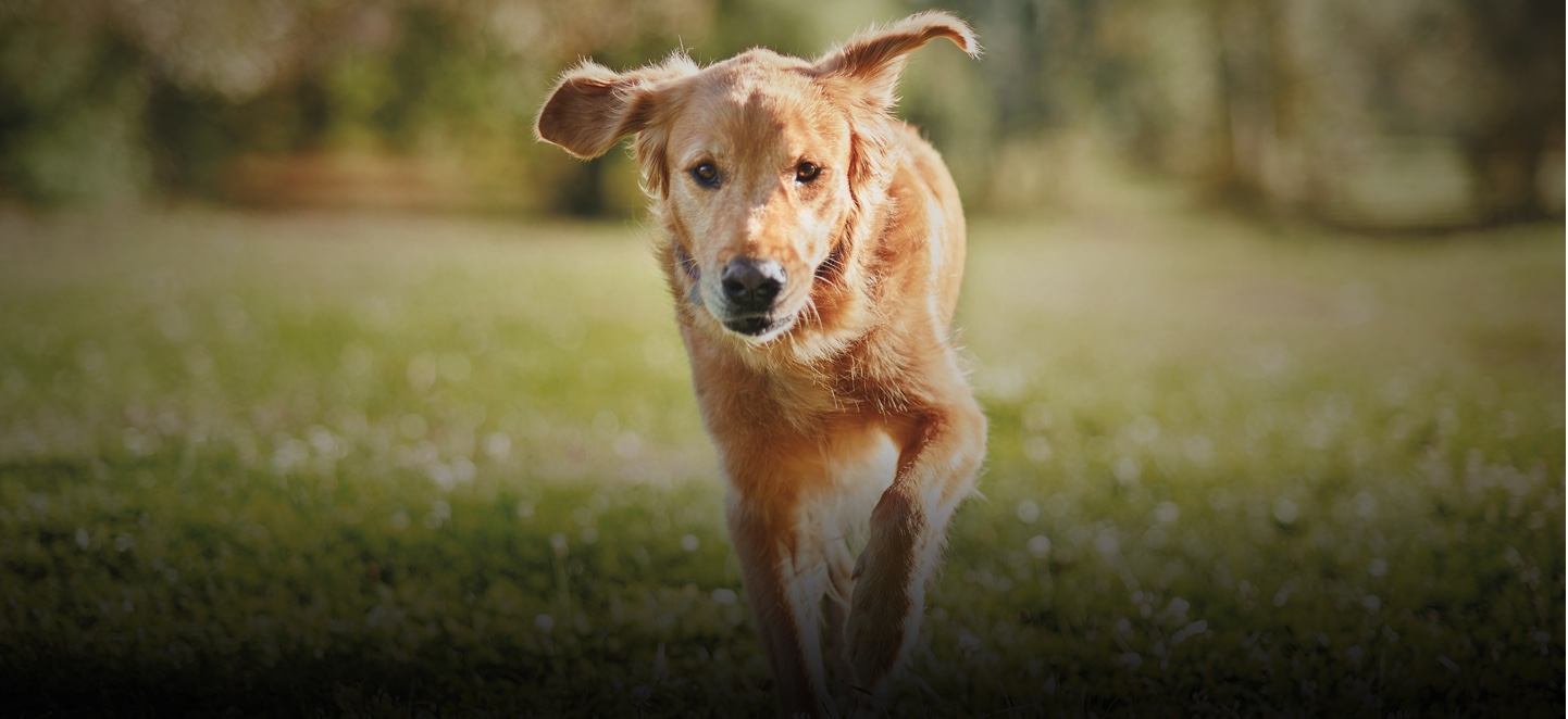 Dog running