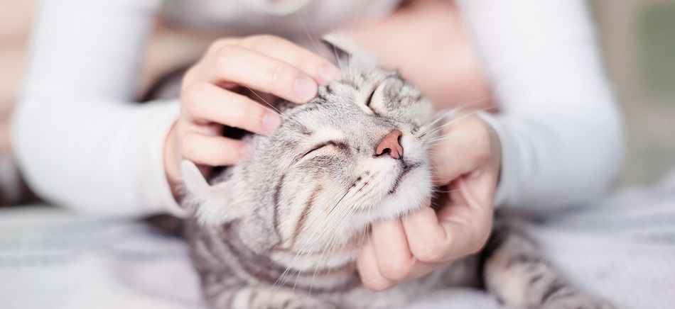 Imagen Banner Gato ALL