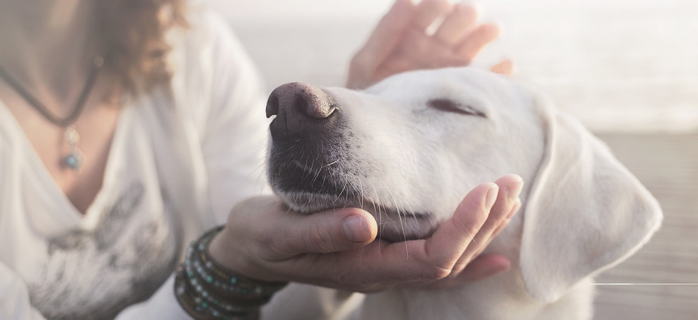 imagen banner perros ALL