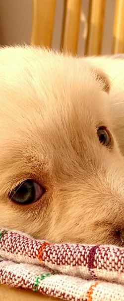 cachorro en casa web