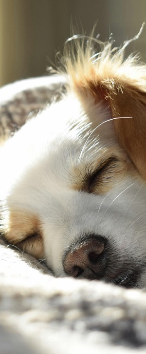 desinfectar casa movil