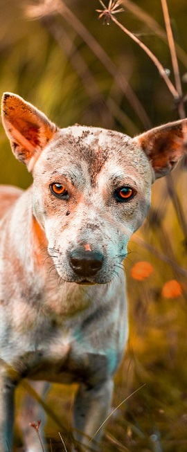 enfermedades perros movil