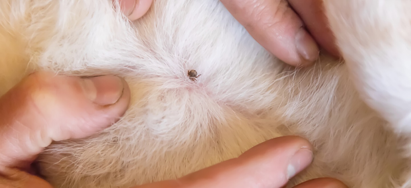 garrapata perro 