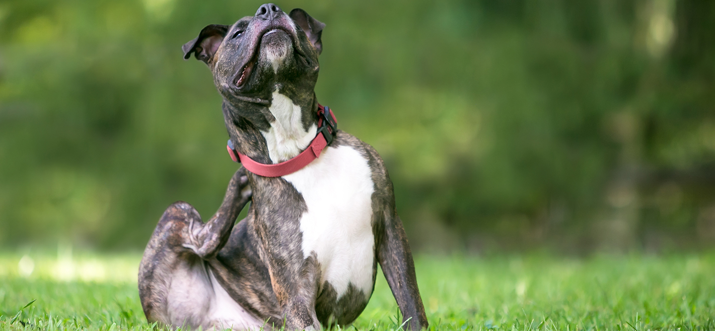 perro con garapatas rascándose