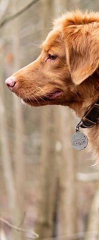 pasos fleas y ticks