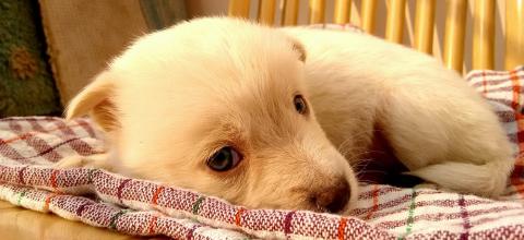 cachorro en casa movil