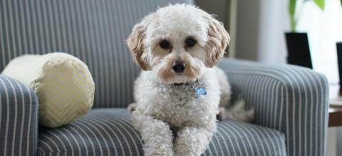 desinfectar verano movil