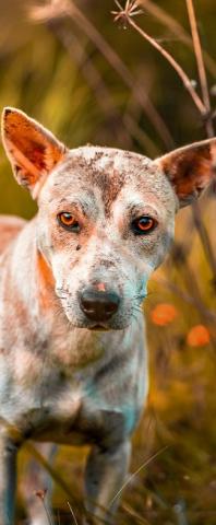 enfermedades perros movil