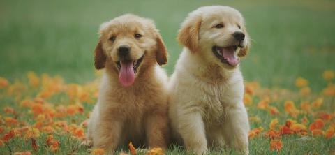 Parasitos cachorros web