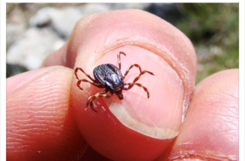 Pulgas y garrapatas, el enemigo invisible de tu mascota